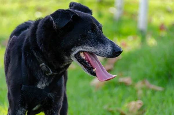 Yaşlı Siyah Bir Köpeğin Yakın Çekimi — Stok fotoğraf