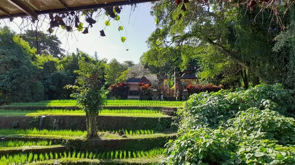 Gyönyörű Kilátás Rizsföldekre Gyönyörű Hely Balin Található — Stock Fotó