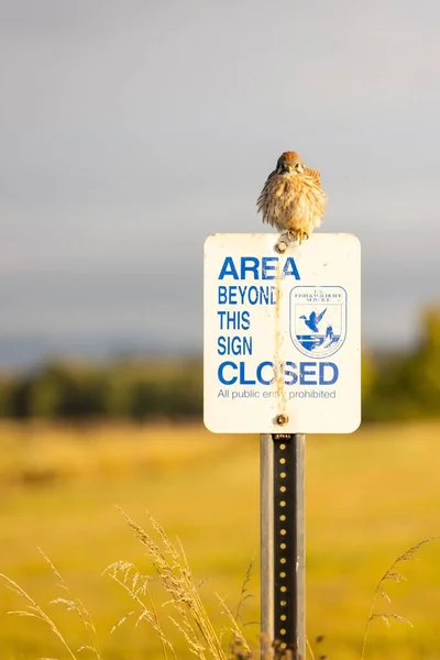 Vertical Shot American Kestrel Perching National Park Warning Sign — Stock Photo, Image