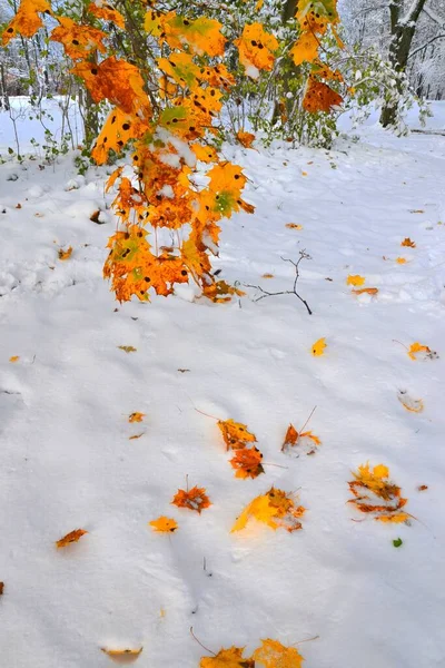 Wczesny Zimowy Krajobraz Śnieg Ziemi Kolorowe Jesienne Liście — Zdjęcie stockowe