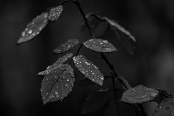 背景にバラの葉の上に透明な水滴のグレースケール — ストック写真