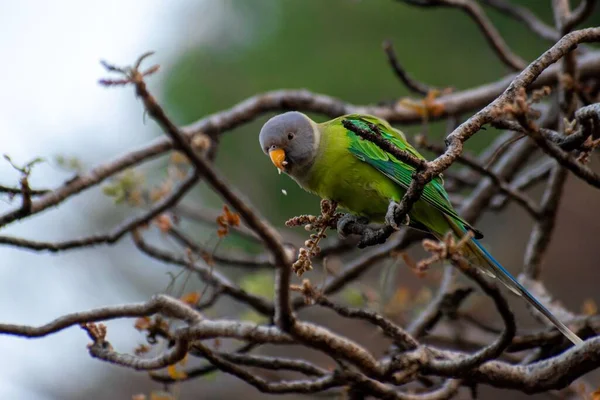 Tiro Perto Papagaio Papagaio Cabeça Flor Empoleirado Uma Árvore — Fotografia de Stock
