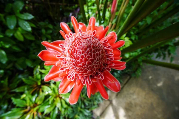 Uma Vista Superior Uma Flor Etlingera Com Pétalas Vermelhas Exuberantes — Fotografia de Stock