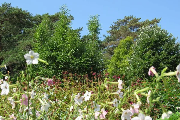 Una Vista Panorámica Las Flores Que Crecen Arbustos Verdes Jardín — Foto de Stock