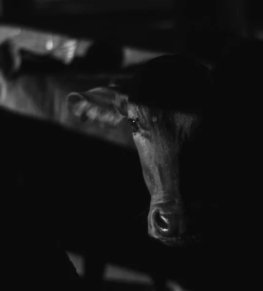 在灰度拍摄的阴影中的奶牛肖像的垂直特写 — 图库照片