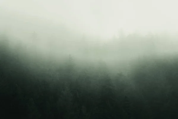 Una Vista Majestuosa Del Denso Bosque Coníferas Rodeado Intensa Niebla —  Fotos de Stock