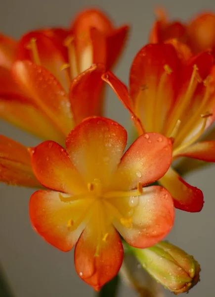 Closeup Shot Orange Clivia Flowers — Fotografia de Stock