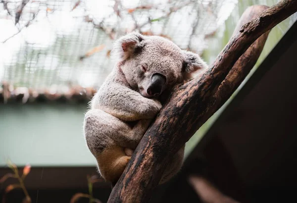 Egy Közeli Kép Egy Koaláról Amint Egy Faágon Alszik — Stock Fotó