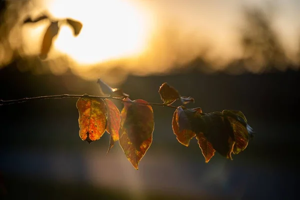 Eine Selektive Nahaufnahme Der Blätter Eines Baumes Mit Dem Sonnenuntergang — Stockfoto