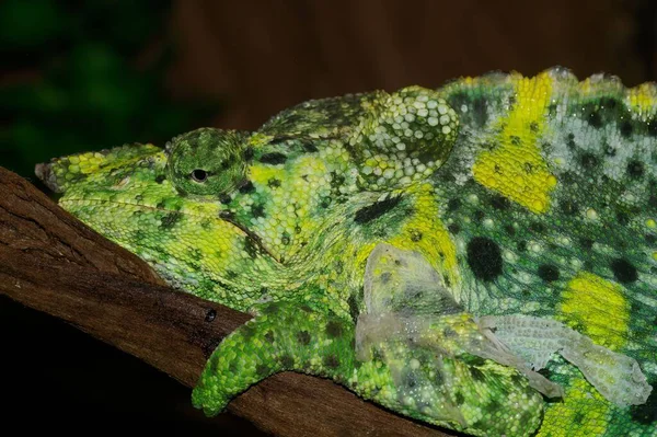 Detailní Záběr Detailů Jasně Zeleném Skvrnitém Běžném Chameleonu — Stock fotografie