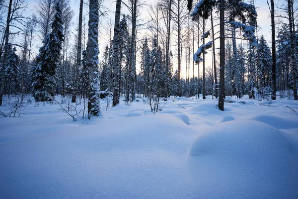 Una Hermosa Vista Árboles Nevados Bosque Amanecer —  Fotos de Stock