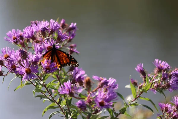 Primo Piano Una Farfalla Monarca Sul Fiore Viola Aster — Foto Stock