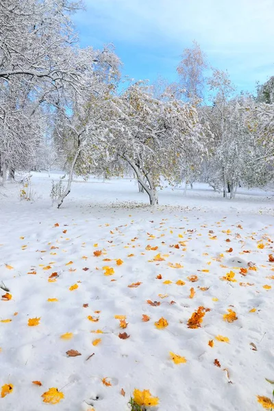 初冬风景雪地上五彩斑斓的秋叶雪地冻结的树木清澈的天空背景 — 图库照片