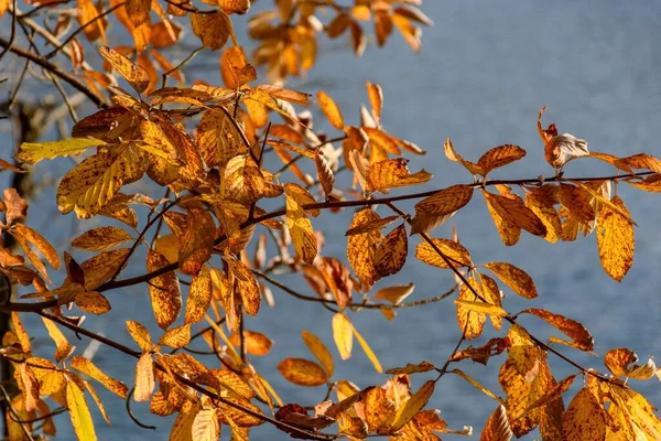Folhas Amarelas Outono Uma Árvore Fundo Céu — Fotografia de Stock