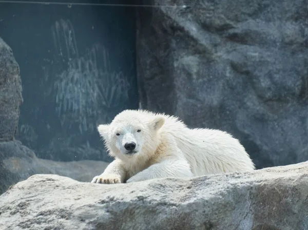 Ice Bear Cub Staring Camera Vienna Zoo — Stock Photo, Image