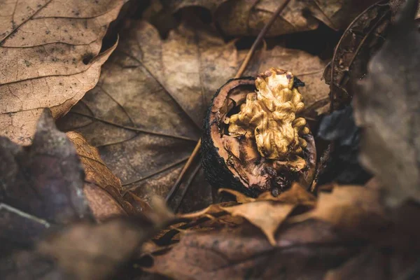 Wallnut Broke Half Lay Fallen Brown Leaves — Stock Photo, Image