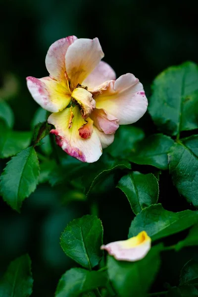 Närbild Blommande Ros Med Gröna Blad — Stockfoto