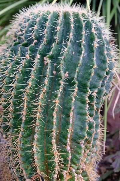 Närbild Kaktus Växt — Stockfoto
