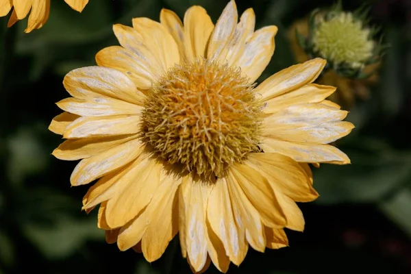 Detailní Záběr Žluté Gaillardia Deka Květ Rostoucí Zahradě — Stock fotografie
