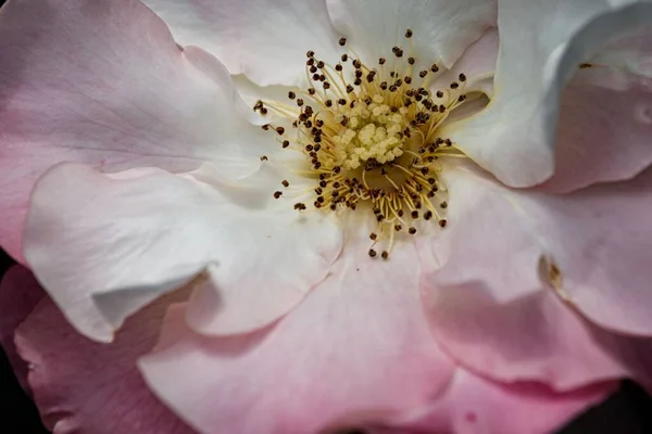 Крупный План Розового Цветка Розы Растущего Саду — стоковое фото