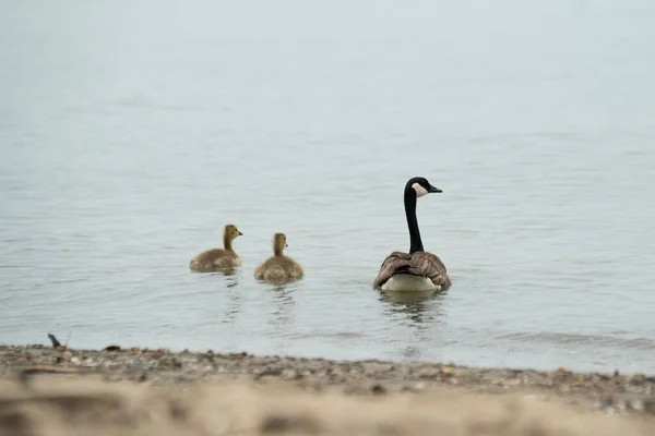 在伊利湖畔游动的加拿大鹅和鹅的后部特写模糊了背景 — 图库照片