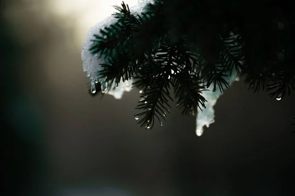 Детальний Знімок Снігу Гілці Дерева Взимку — стокове фото