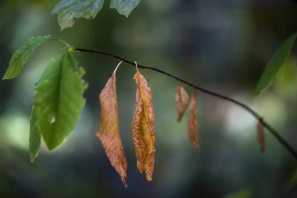 Daldan Sarkan Kahverengi Yaprakların Seçici Odağı Bulanık Yeşil Yapraklarla Çevrili — Stok fotoğraf