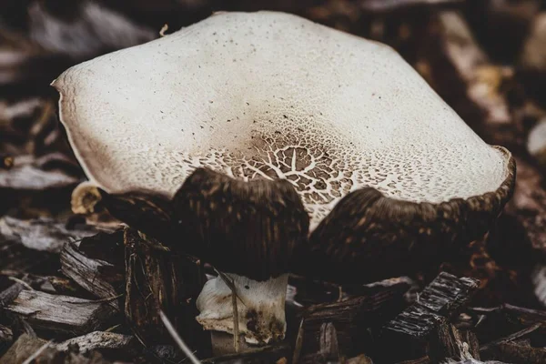 Inky Mushroom Growing Ground Forest — Stock Photo, Image