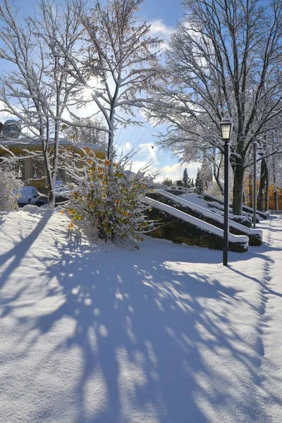 青空に背の高い冬の日に地元の公園で雪に覆われた木々の垂直ショット — ストック写真