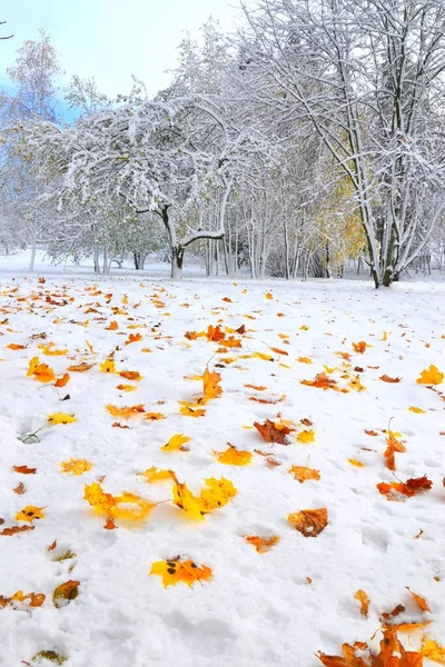 Ein Vertikaler Schuss Goldener Herbstblätter Auf Dem Schnee — Stockfoto