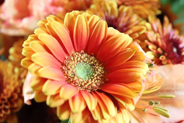 Closeup Blooming Gerbera — Stock Photo, Image