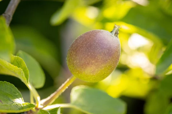 Gros Plan Une Pomme Immature Sur Fond Flou Naturel — Photo