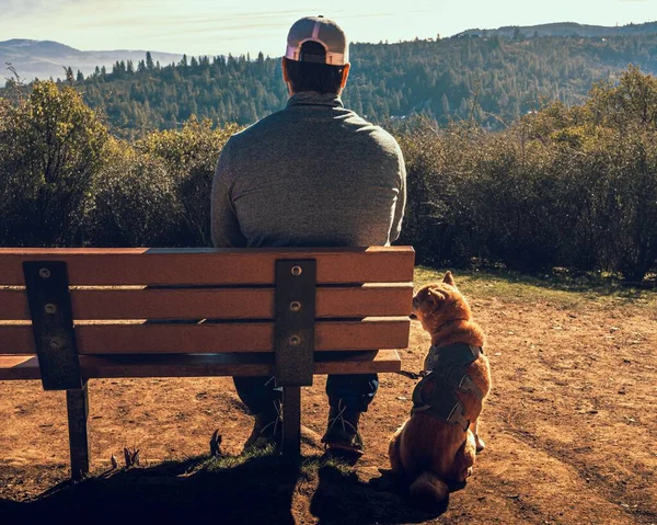 Вид Сзади Человека Сидящего Деревянной Скамейке Наслаждающегося Видом Своей Собакой — стоковое фото