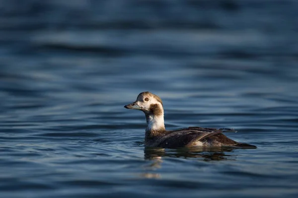 一只长尾鸭在湖水上游泳 — 图库照片