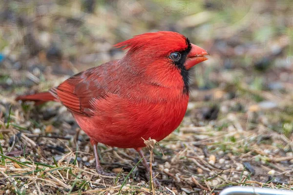 Cardinal Sex Masculin Cocoțat Pământ Stâncos — Fotografie, imagine de stoc
