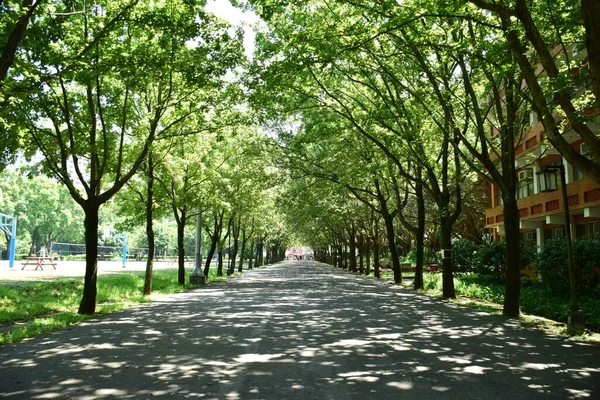 Hermoso Plano Sendero Cubierto Verdes Sombras Árboles Parque Día Soleado —  Fotos de Stock