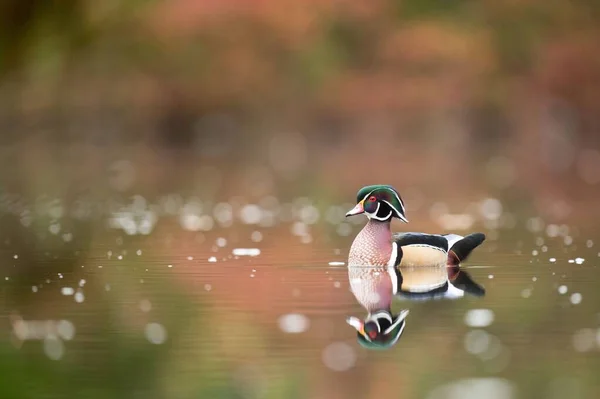 Eine Männliche Waldente Schwimmt Auf Dem See Herbstblätter Spiegeln Sich — Stockfoto