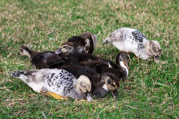 Uma Visão Dos Patos Comendo Ração Grama Verde — Fotografia de Stock