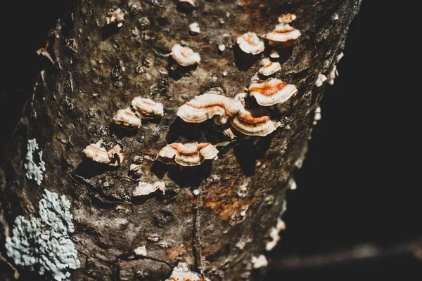 黒い背景を背景にトランク上の複数の木の真菌のマクロショット — ストック写真
