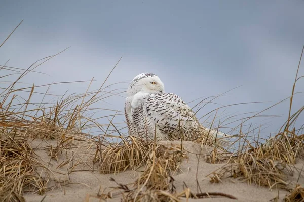 Snowy Owl Dry Grass — Stock Photo, Image