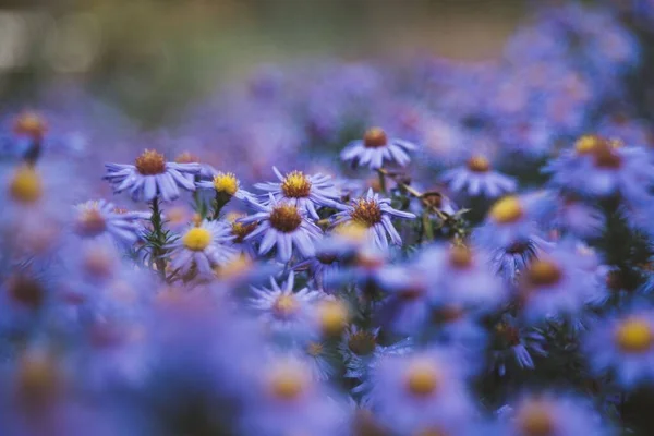 Селективный Фокус Фиолетовых Ромашковых Цветов Поле — стоковое фото
