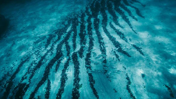 Όμορφο Drone Shot Από Μικρά Εξωτικά Ψάρια Που Κολυμπούν Γαλάζιο — Φωτογραφία Αρχείου