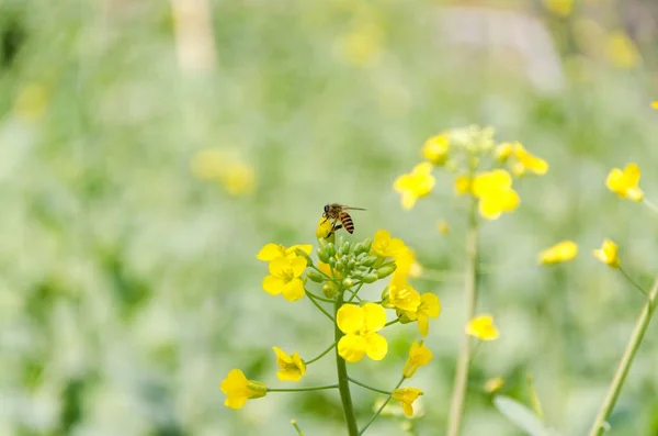 背景がぼやけている黄色の花から蜜を集める蜂のクローズ — ストック写真