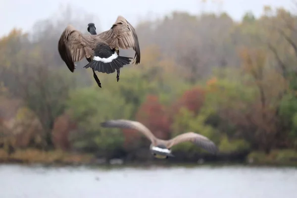 湖を飛ぶ別のガチョウに対するカナダのガチョウの浅い焦点 — ストック写真
