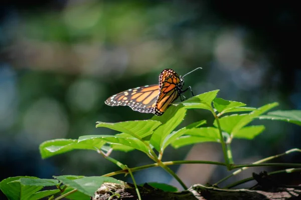 Gros Plan Papillon Monarque Perché Sur Feuille Plante — Photo