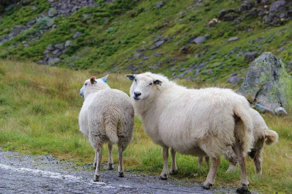 走在路边的羊都要断奶 — 图库照片