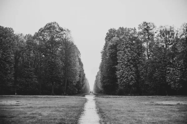 Graustufenaufnahme Einer Allee Zwischen Bäumen Und Feldern Einem Wald — Stockfoto