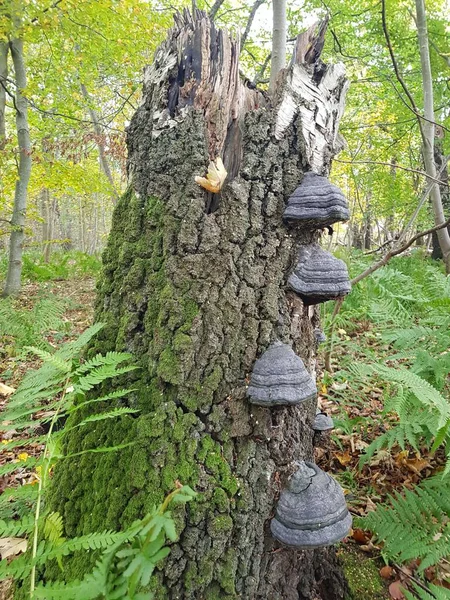 Cogumelos Selvagens Que Crescem Tronco Árvore Quebrado Floresta — Fotografia de Stock