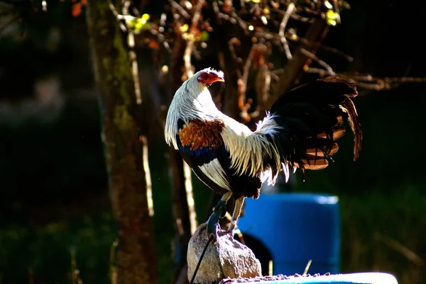 A yellow amber ivory fighting cock perching on a teepee in a game farm