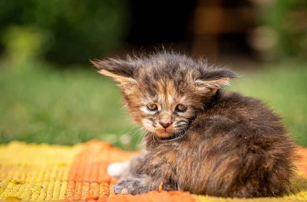 メイン州の繭の猫の品種の浅い焦点ショットは ぼやけた緑の背景を持つカーペットの上に座っている — ストック写真